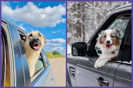 Pet Relocation