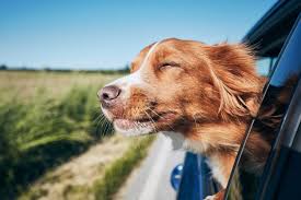 Pet Animals Pet Shifting